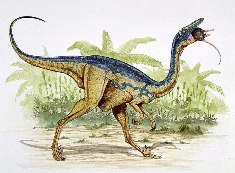 Natural History Museum Dinosaurs Directory Natural History Museum Dinosaurs Directory
