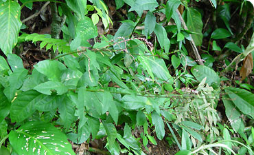 Guinea hen weed, Petiveria alliacea