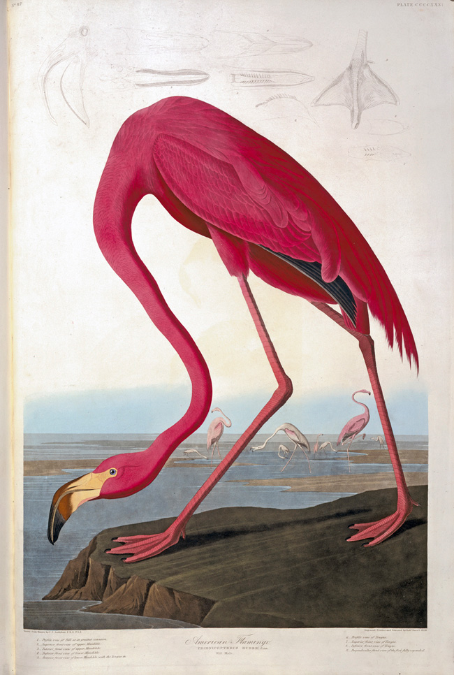 Birds Artists