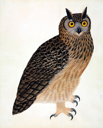 Eurasian eagleowl Bubo bubo bengalensis Artist unknown