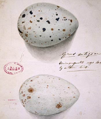 Crane Eggs