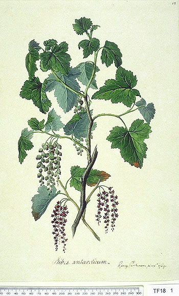 ribes magellanicu
