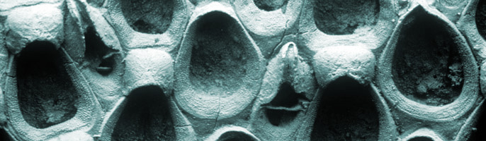 Scanning electron micrograph of a fossil cheilostome bryozoan. Specimen originates from the Upper Cretaceous Chalk, West Mean Station, Hampshire, U.K.