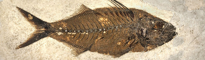 Carangopsis, a ray-finned fish from the Eocene Period.
