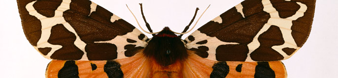 Arctia caja, garden tiger moth.