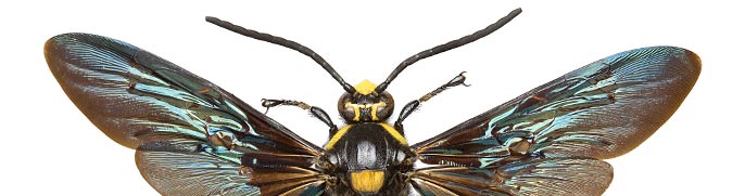 Megascolia procer, wasp.