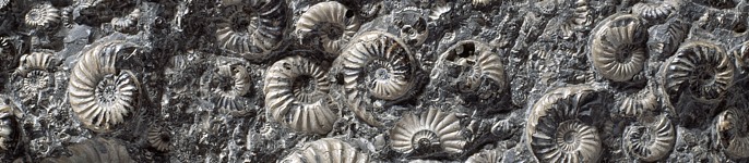 Asteroceras marstonense (larger ammonites) and Promicroceras marstonensis (smaller ammonites).