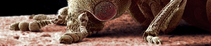 The larder beetle, Dermestes lardarius.