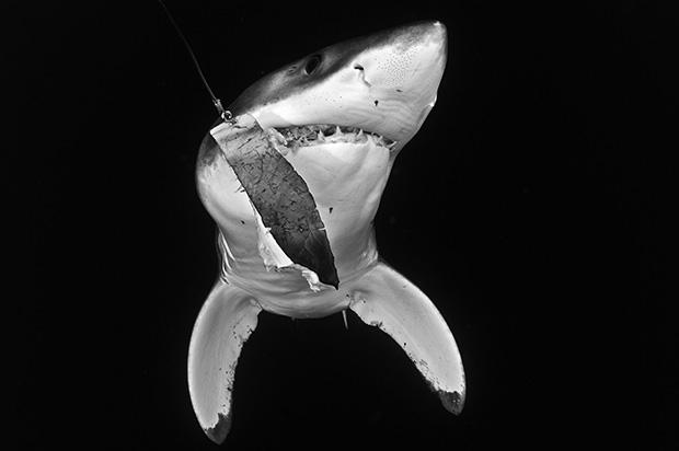 http://www.nhm.ac.uk/resources/natureplus/wpy-blog/wpy52/shark3.jpg