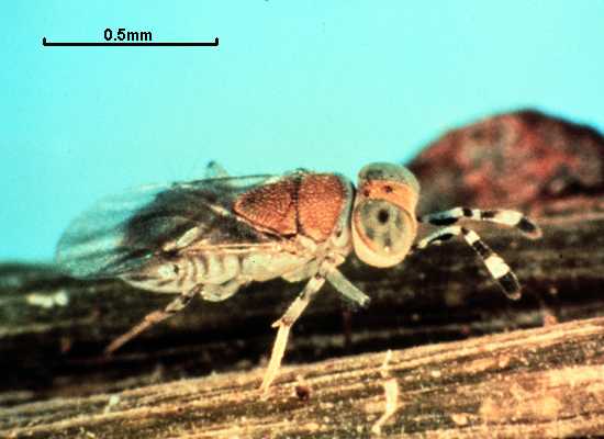 Metaphycus lounsburyi