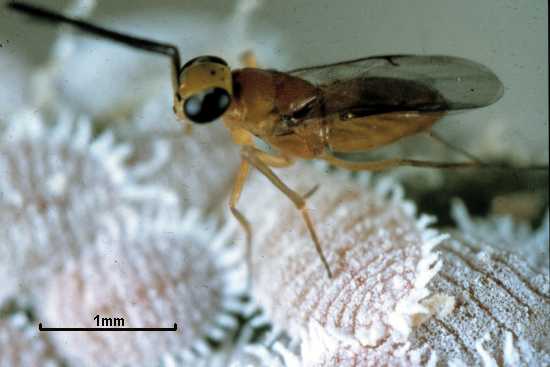 Leptomastix dactylopii
