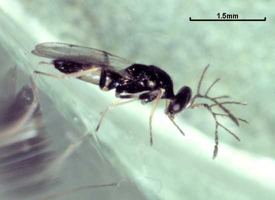 Sympiesis stigmatipennis