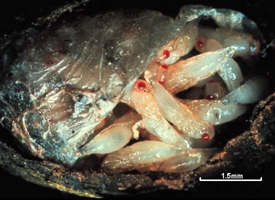 Baryscapus megachilidis