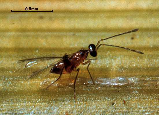 Anagrus optabilis