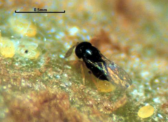 Arrhenophagus albitibiae