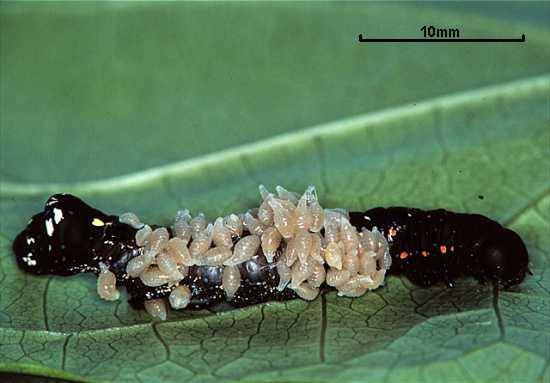 Euplectrus melanocephalus