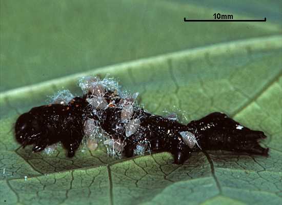Euplectrus melanocephalus