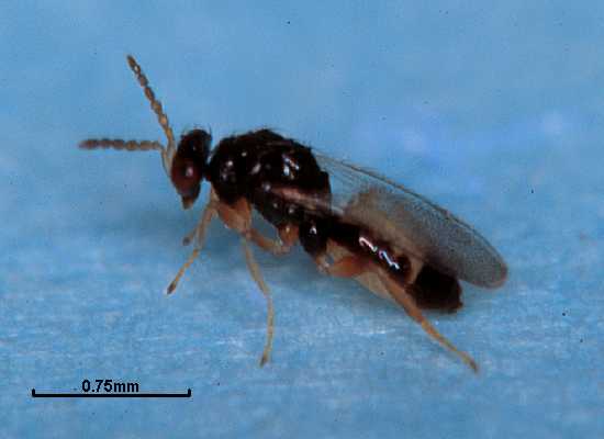 Euplectrus melanocephalus