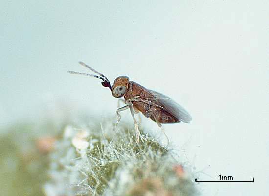 Anagyrus kamali