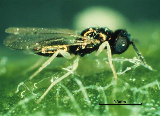 Chrysocharis oscinidis