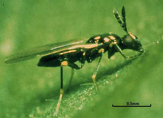 Diglyphus isaea