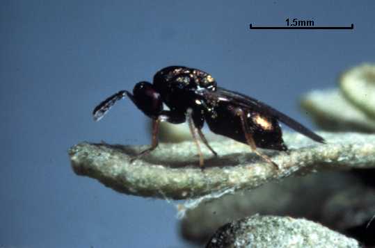 Galeopsomyia 