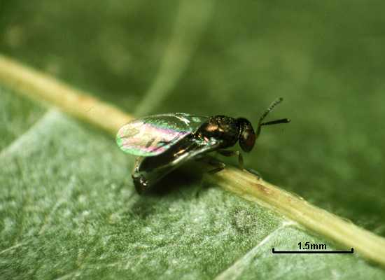 Mesopolobus tibialis