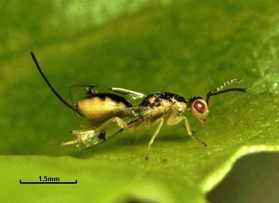 Bootanomyia dorsalis