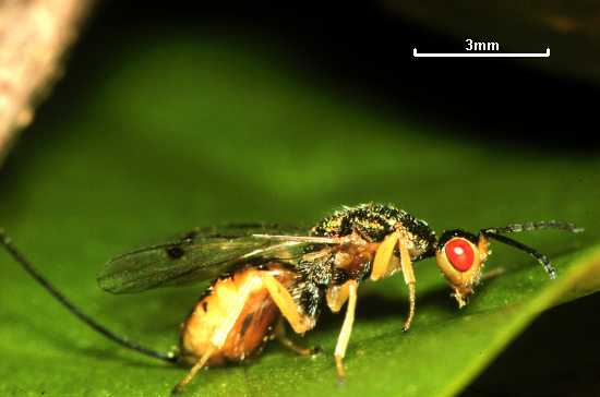 Bootanomyia stigmatizans