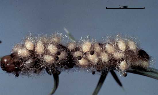 Euplectrus 