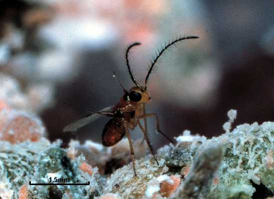 Leptomastix dactylopii