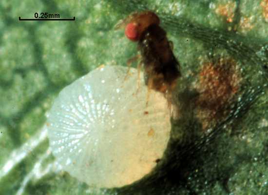 Trichogrammatoidea bactrae