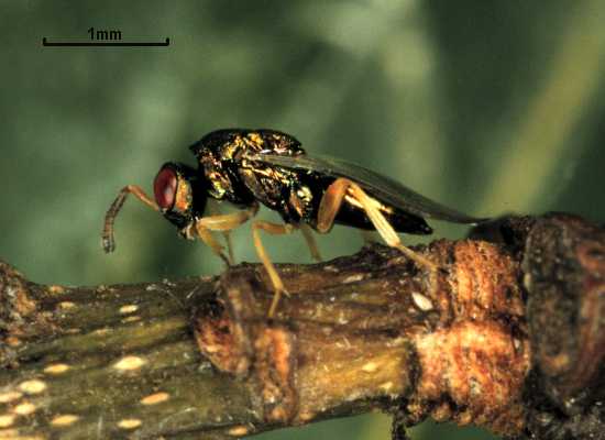 Mesopolobus amaenus