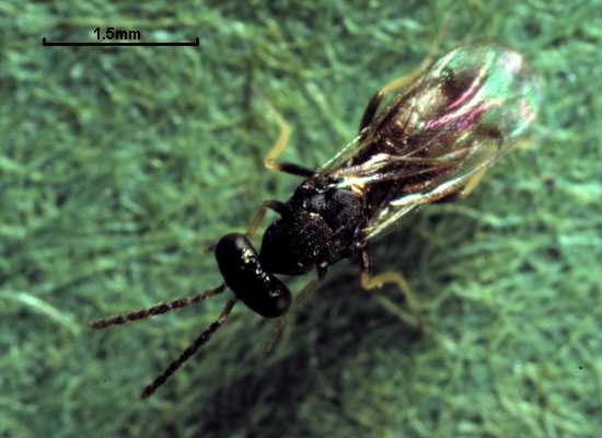 Sympiesis stigmatipennis