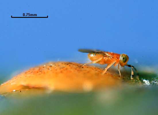 Metaphycus alberti