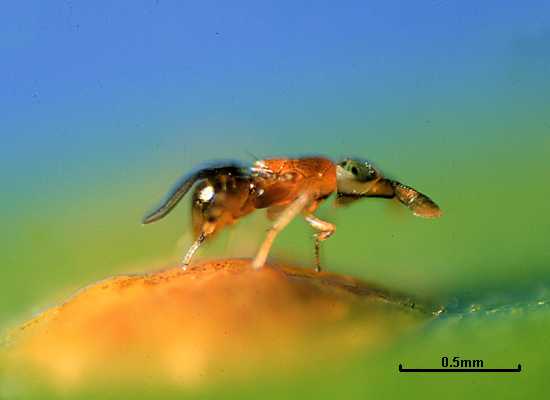 Anicetus annulatus