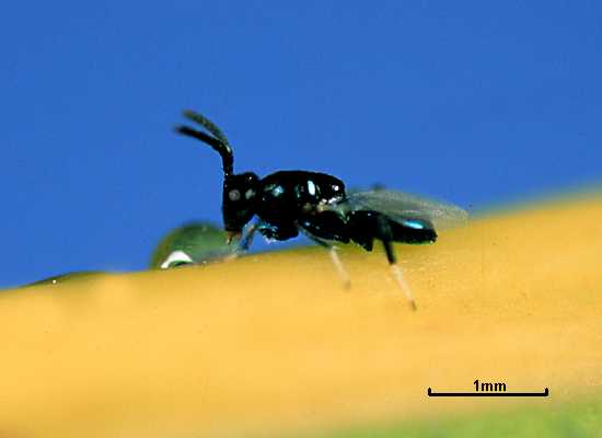 Lecaniobius capitatus