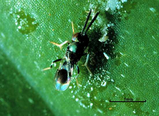 Tetracnemoidea sydneyensis