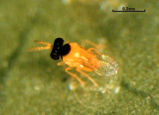 Encarsia nigricephala