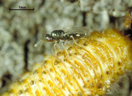 Baryscapus erynniae