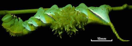 Euplectrus testaceipes