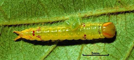 Euplectrus xiomarae