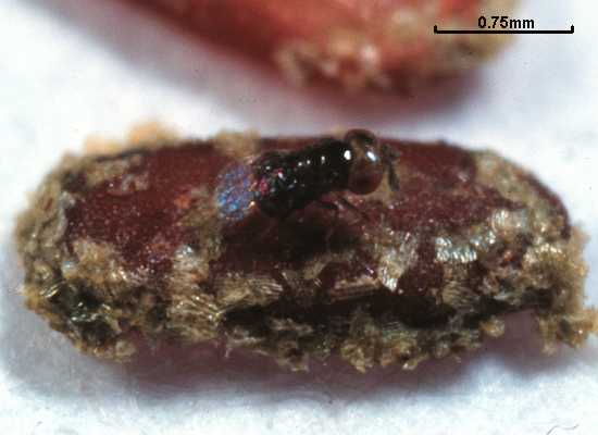 Hispidophila brontispae