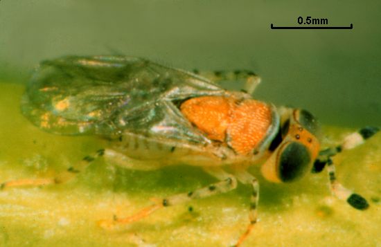 Metaphycus anneckei
