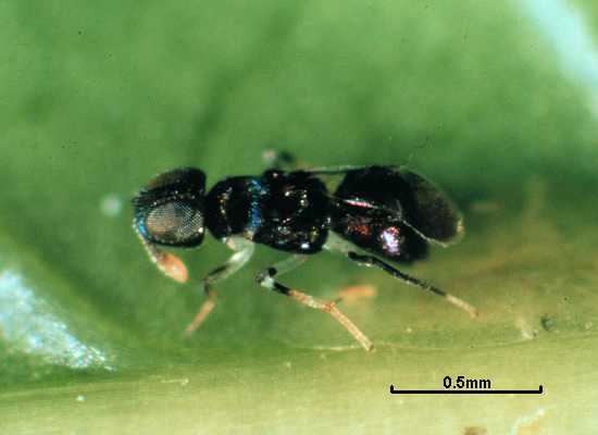 Diversinervus 