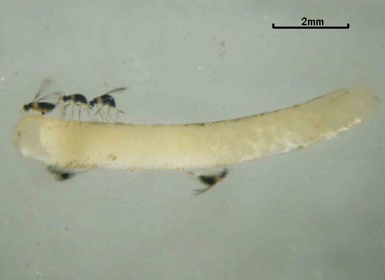 Prestwichia aquatica