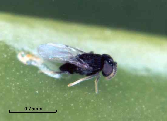 Ageniaspis citricola