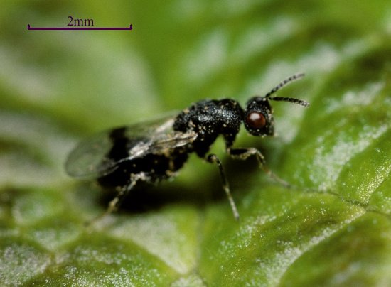 Sycophila biguttata