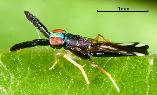 Cerapterocerus 