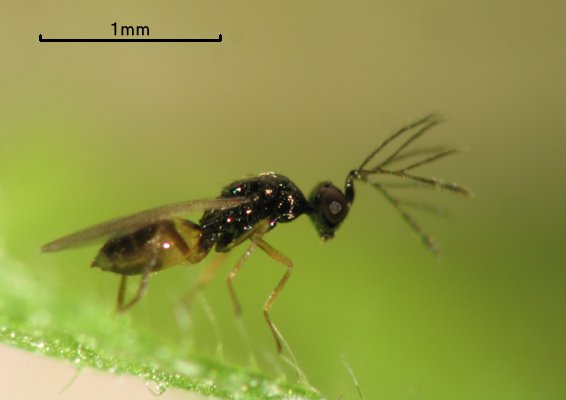 Pnigalio soemius